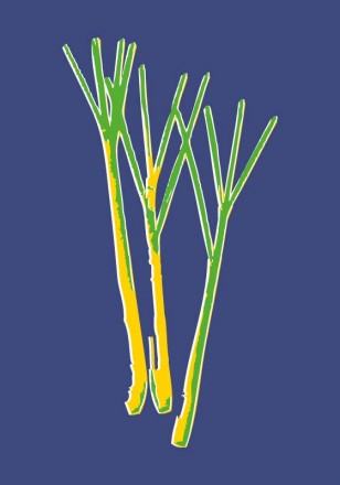 lemongrass